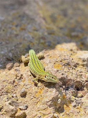 ibiza-64.jpg